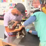 saúde animal barueri