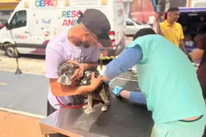 saúde animal barueri